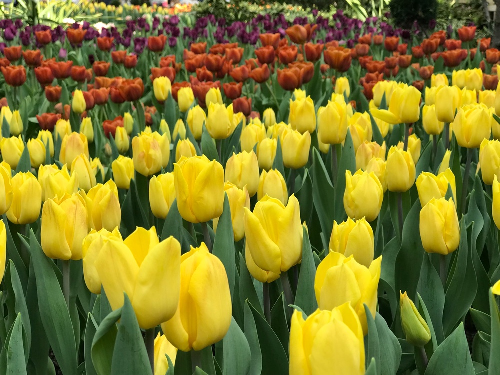 Flower Dome Singapore